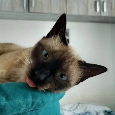 mihai
